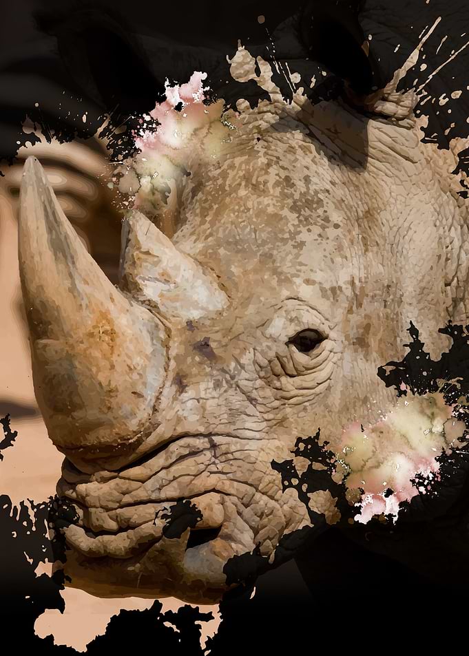 a Splash of Rhino