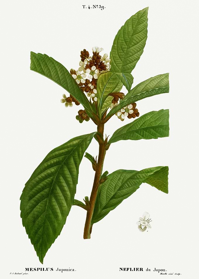 Traite Arbres 1819 HQ Orig