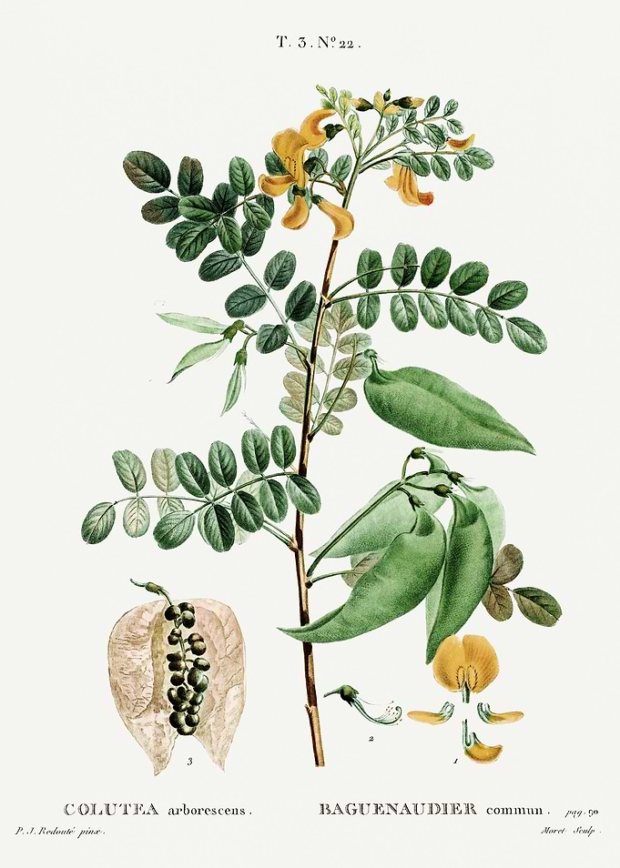Traite Arbres 1819 HQ Orig