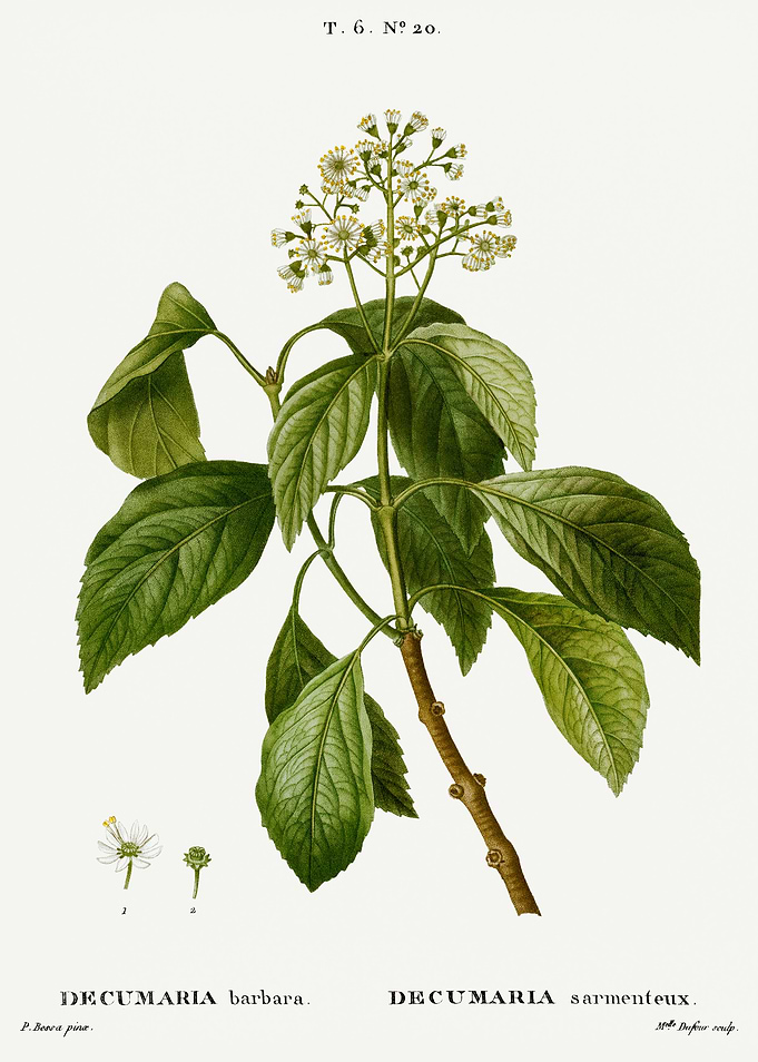 Traite Arbres 1819 HQ Orig