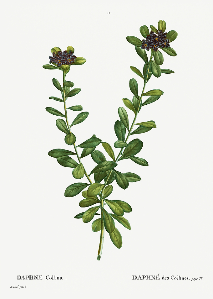 Traite Arbres 1819 HQ Orig