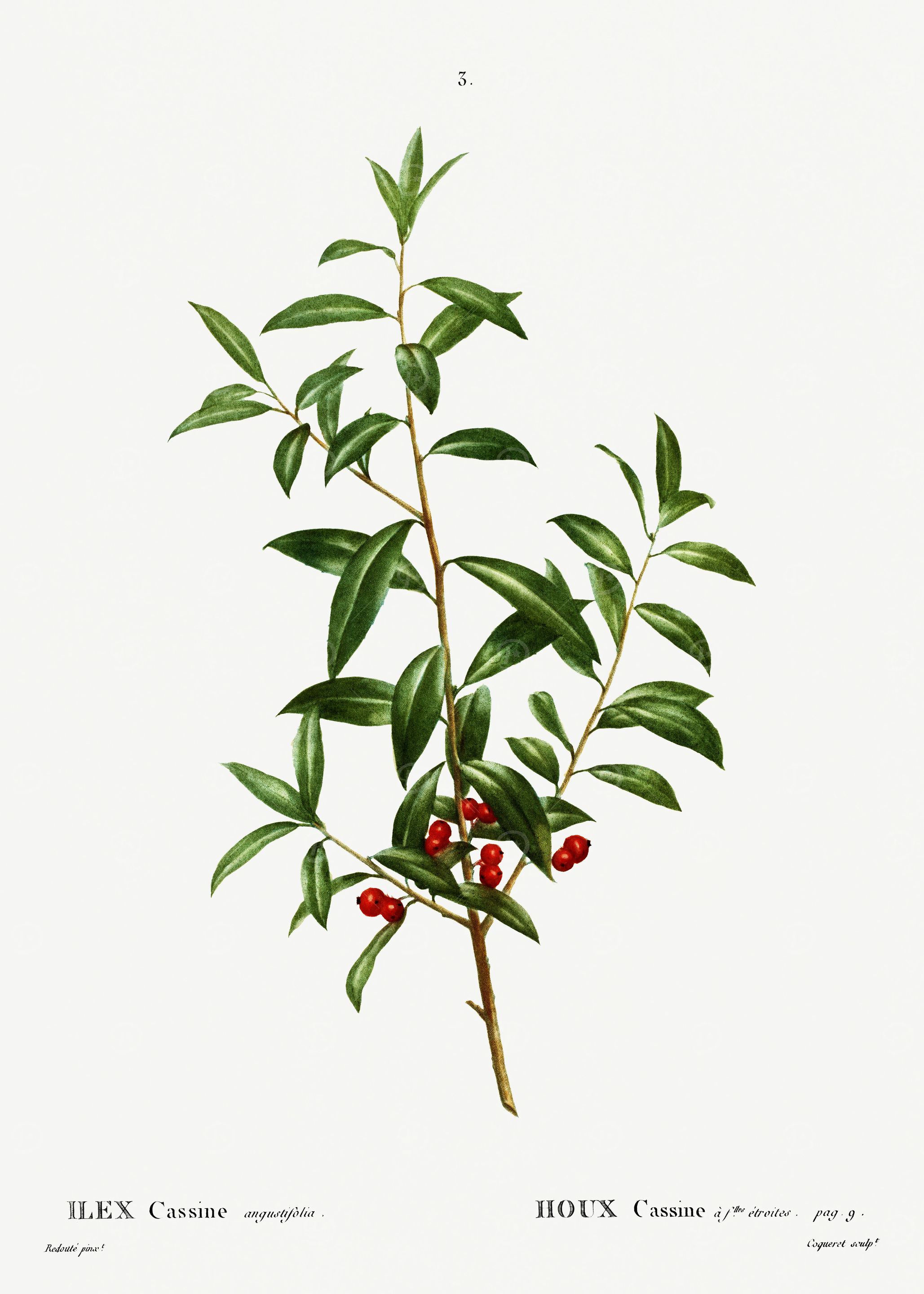 Traite Arbres 1819 HQ Orig