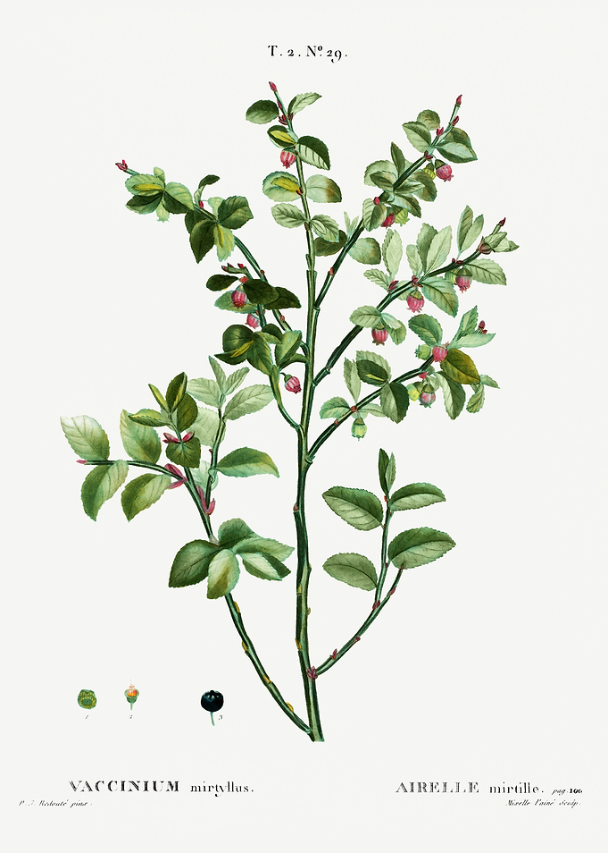 Traite Arbres 1819 HQ Orig