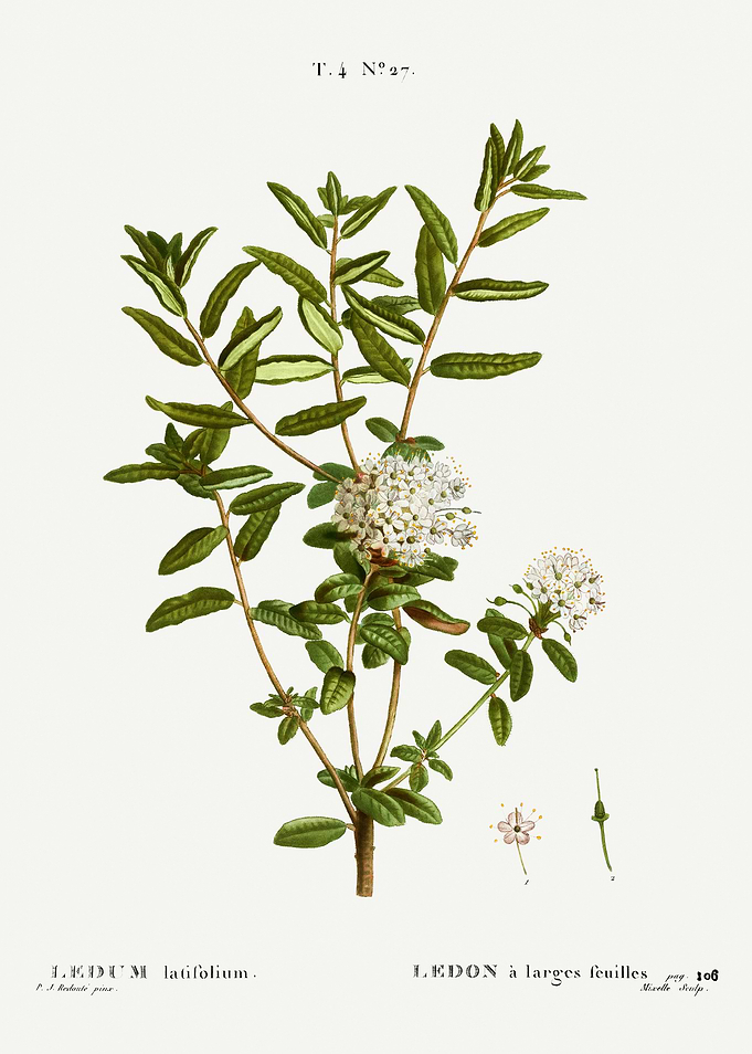 Traite Arbres 1819 HQ Orig