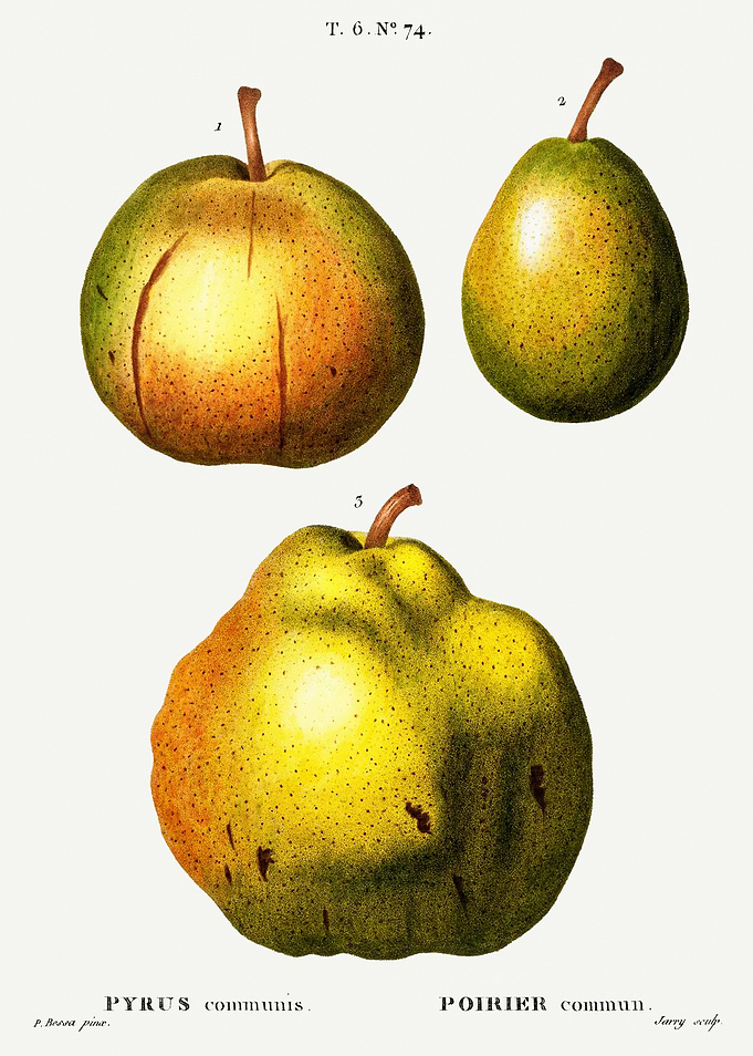 Traite Arbres 1819 HQ Orig