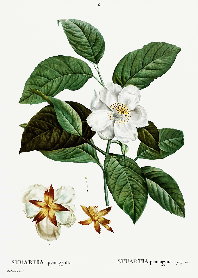 Traite Arbres 1819 HQ Orig