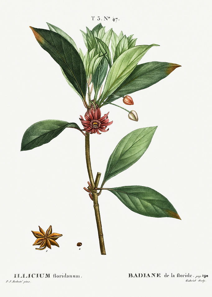Traite Arbres 1819 HQ Orig