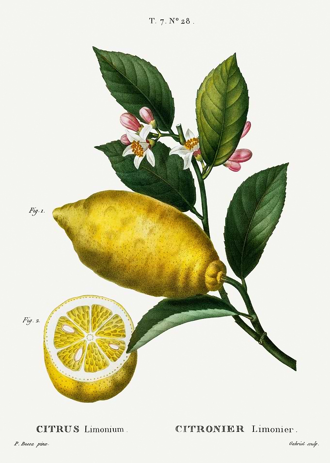 Traite Arbres 1819 HQ Orig
