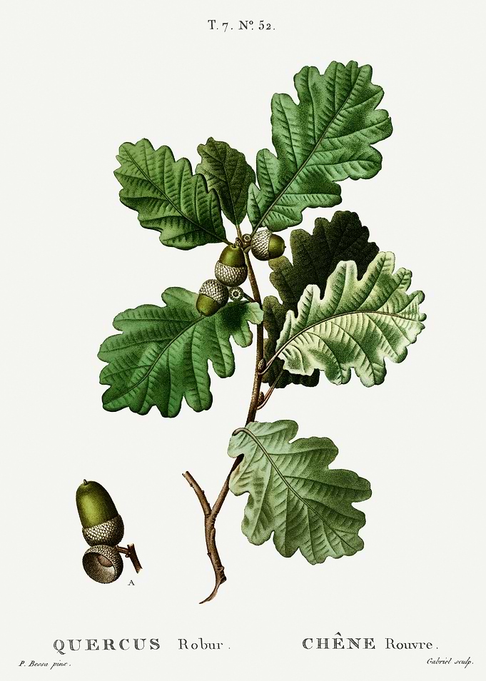 Traite Arbres 1819 HQ Orig