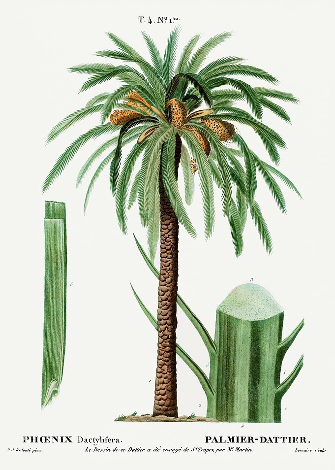 Traite Arbres 1819 HQ Orig
