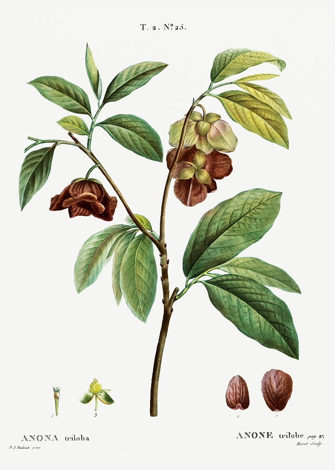 Traite Arbres 1819 HQ Orig