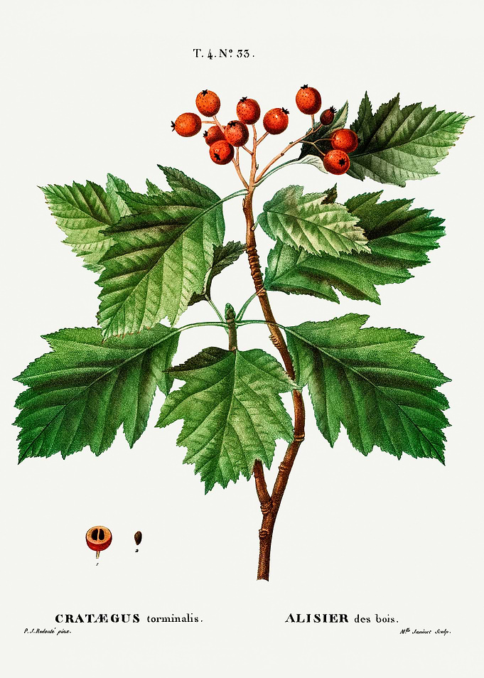 Traite Arbres 1819 HQ Orig