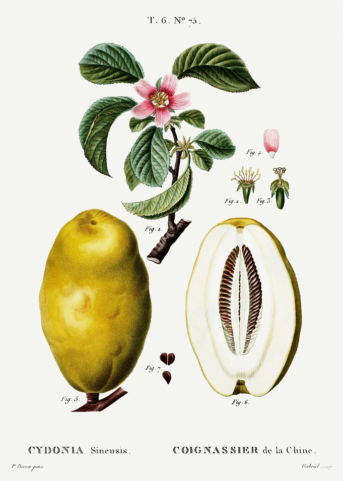 Traite Arbres 1819 HQ Orig
