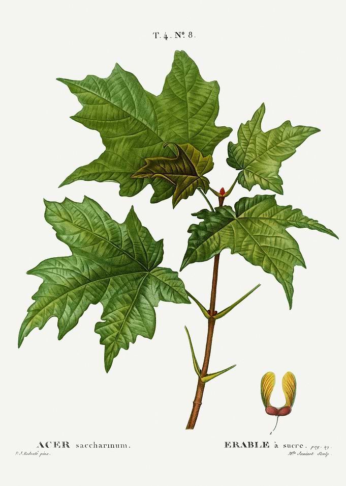 Traite Arbres 1819 HQ Orig