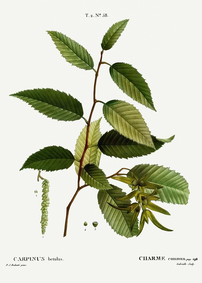 Traite Arbres 1819 HQ Orig