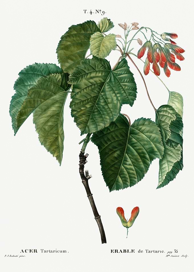 Traite Arbres 1819 HQ Orig