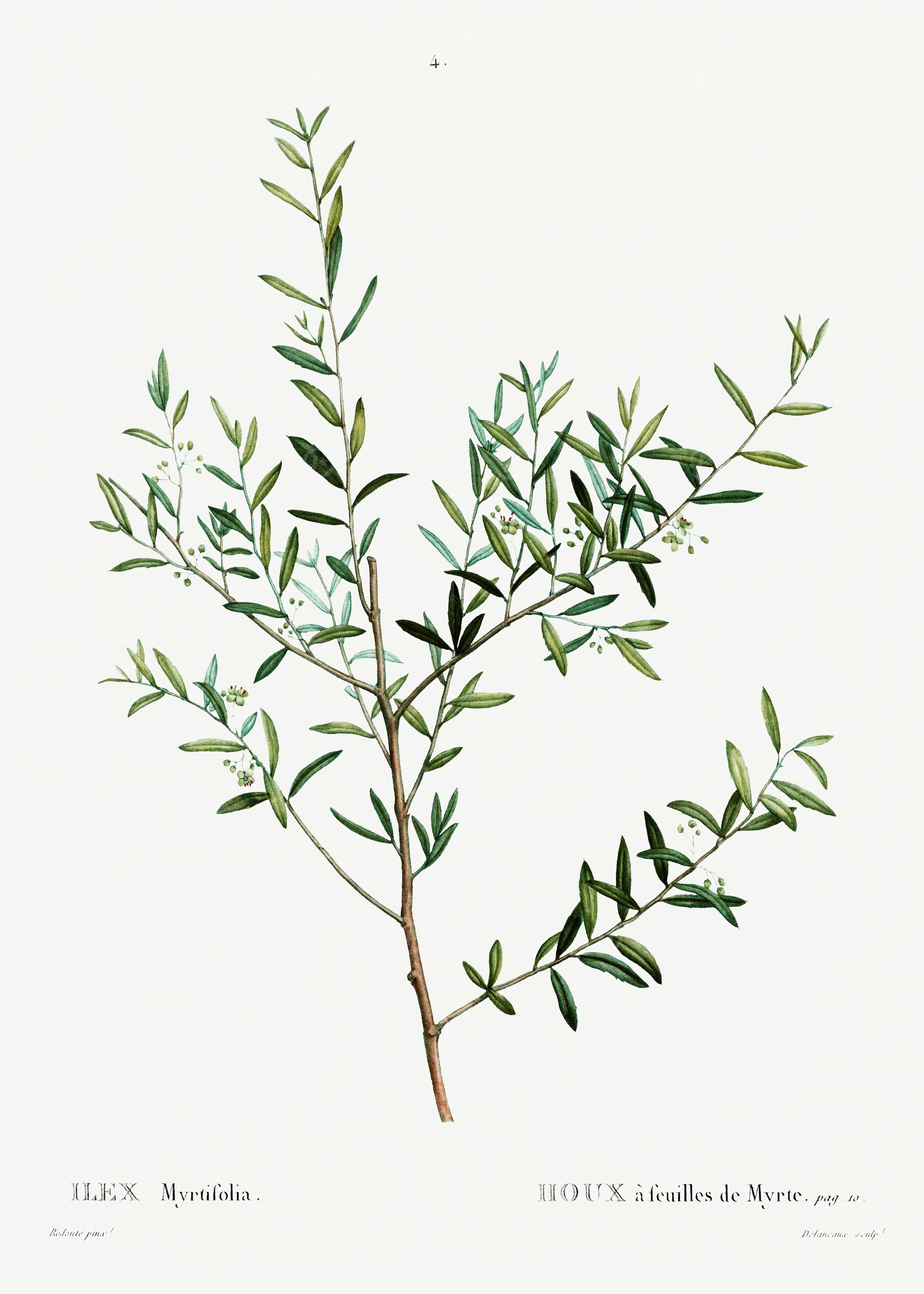 Traite Arbres 1819 HQ Orig