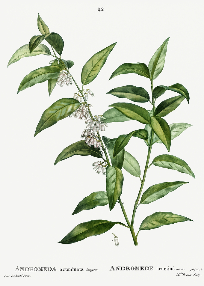 Traite Arbres 1819 HQ Orig