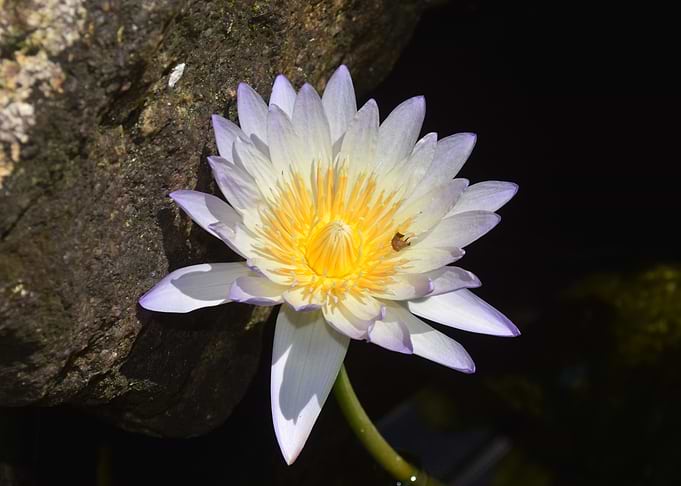 white flower