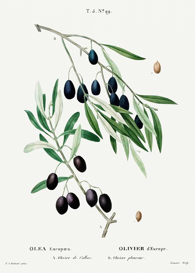 Traite Arbres 1819 HQ Orig