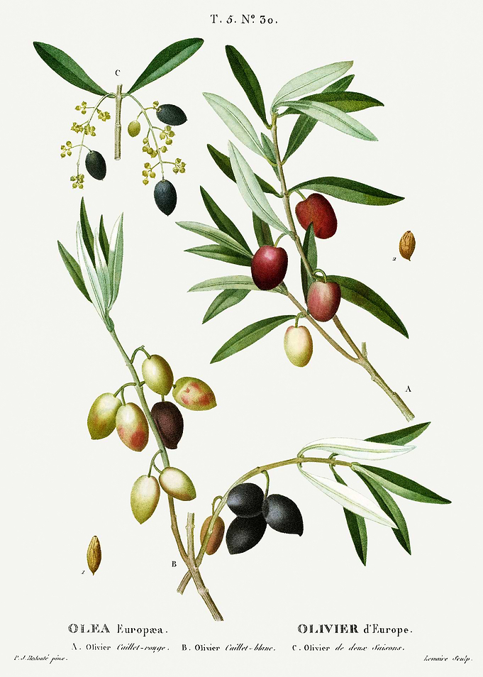 Traite Arbres 1819 HQ Orig