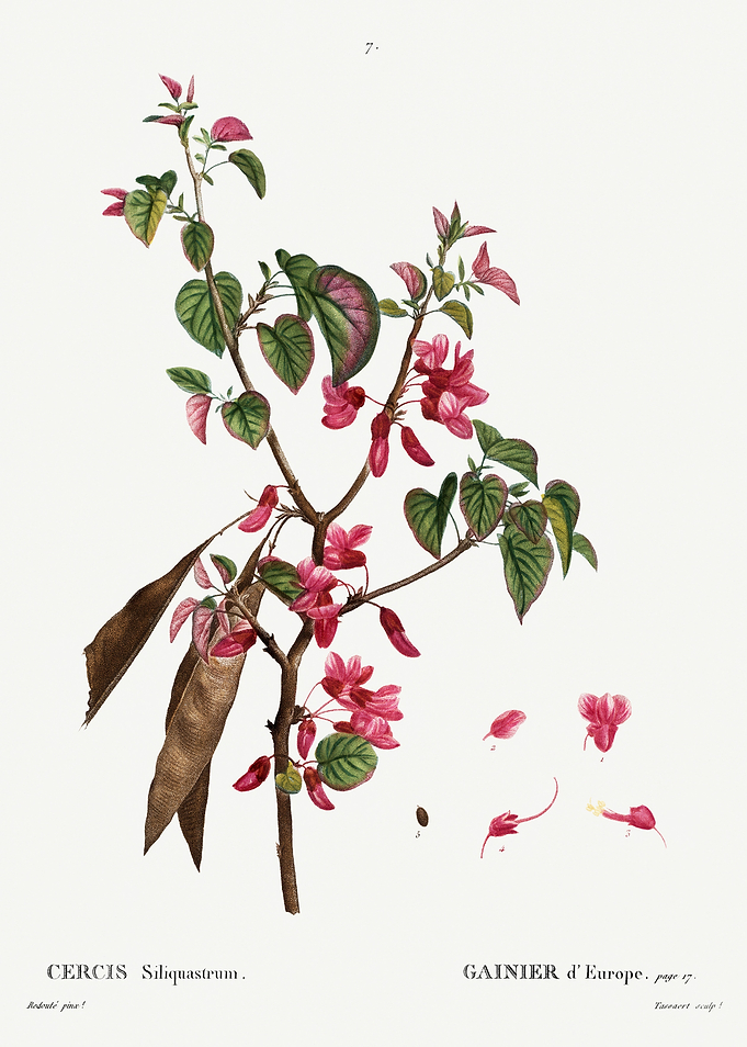 Traite Arbres 1819 HQ Orig