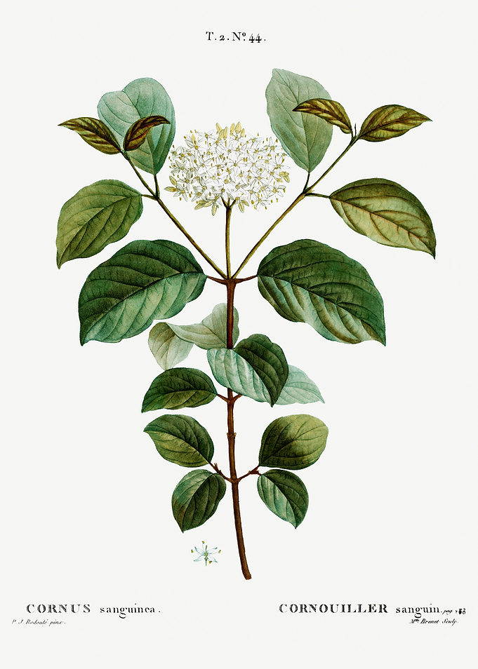 Traite Arbres 1819 HQ Orig