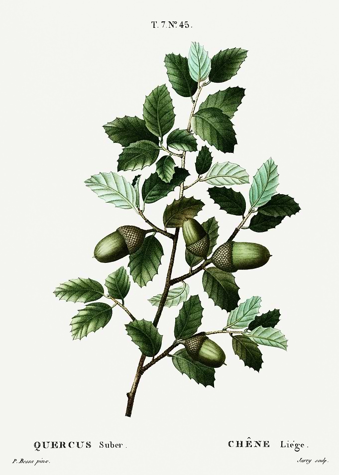 Traite Arbres 1819 HQ Orig