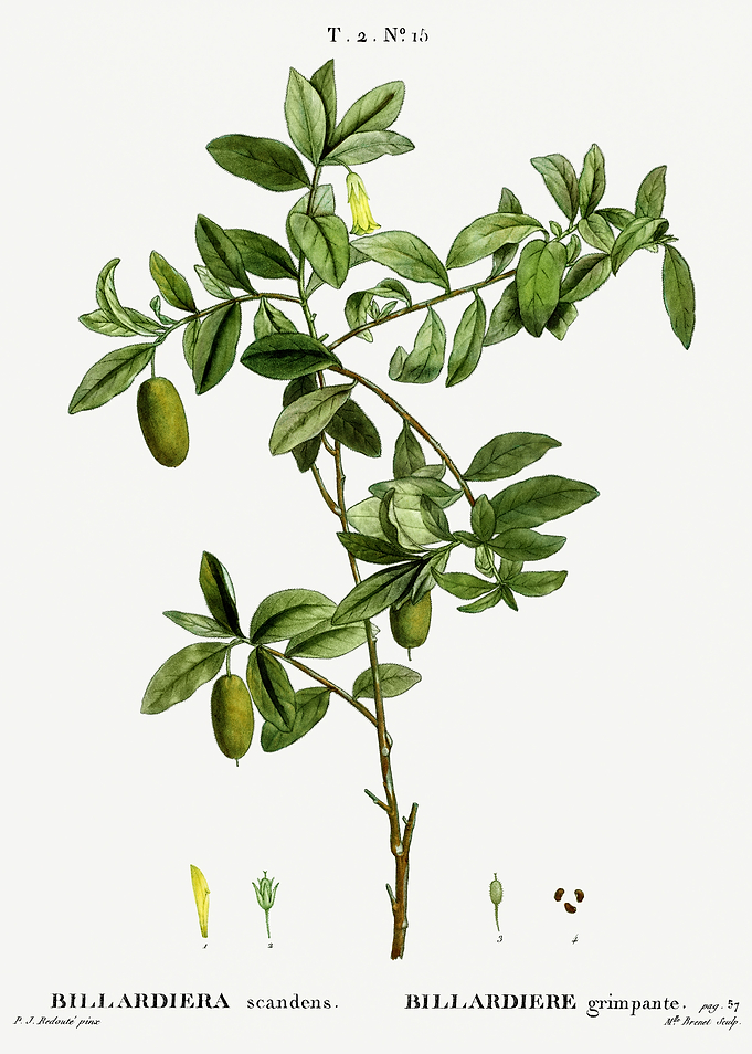Traite Arbres 1819 HQ Orig