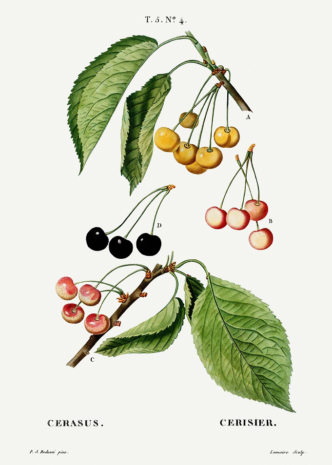 Traite Arbres 1819 HQ Orig