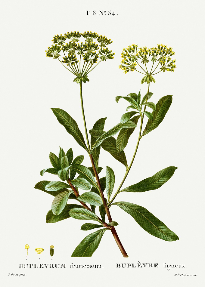 Traite Arbres 1819 HQ Orig