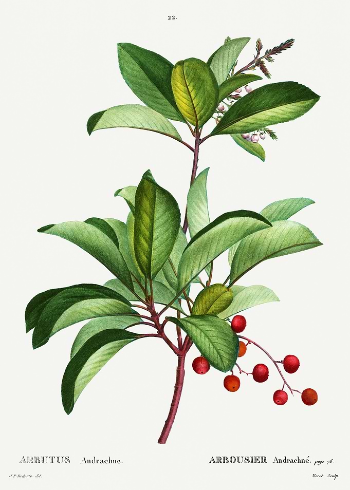 Traite Arbres 1819 HQ Orig