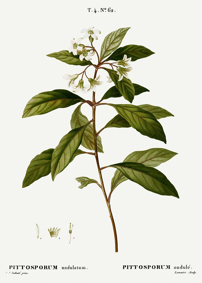 Traite Arbres 1819 HQ Orig