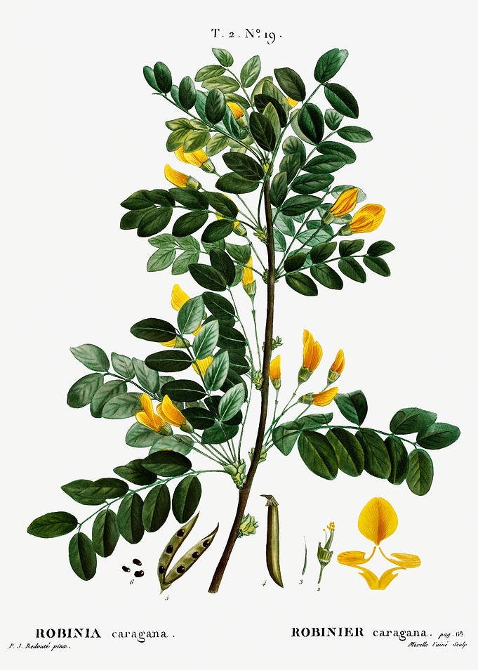 Traite Arbres 1819 HQ Orig