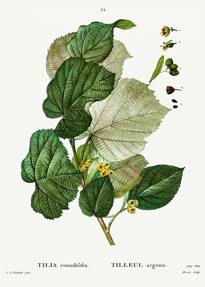 Traite Arbres 1819 HQ Orig