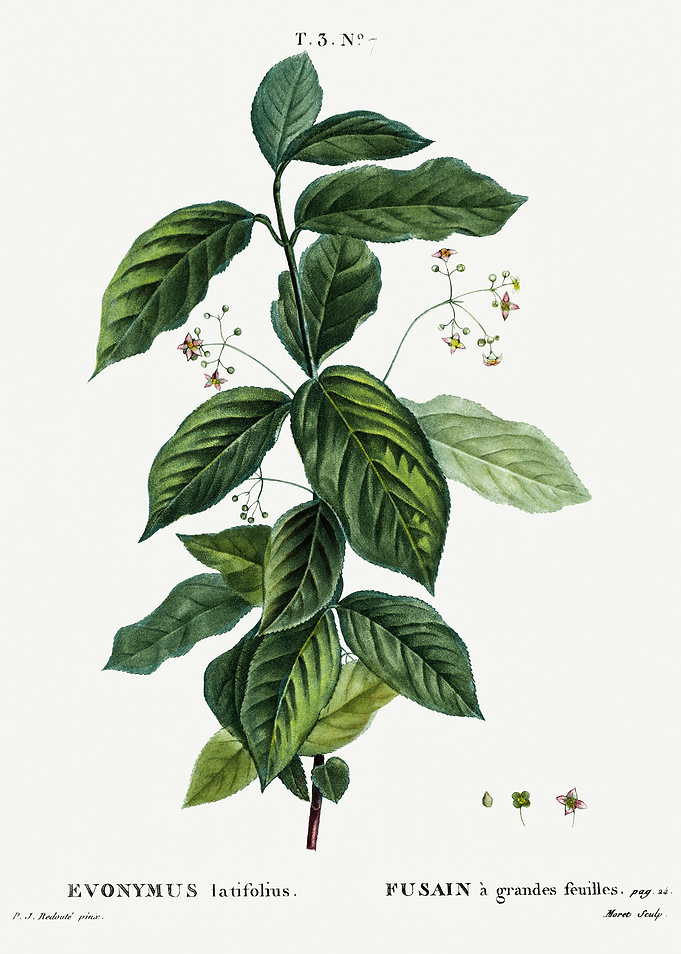 Traite Arbres 1819 HQ Orig