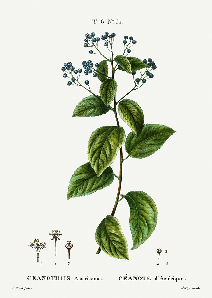 Traite Arbres 1819 HQ Orig