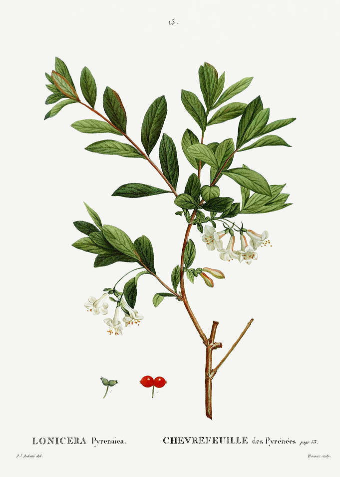 Traite Arbres 1819 HQ Orig