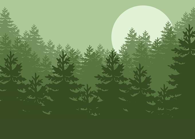 Forest Nature
