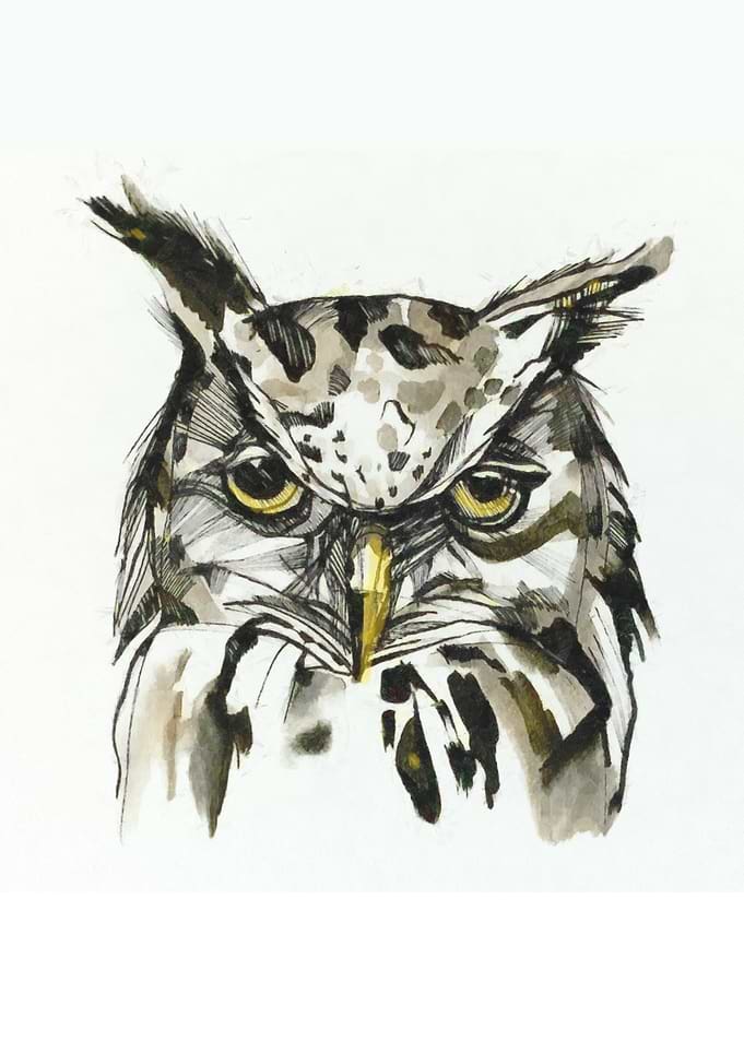 Owl 003