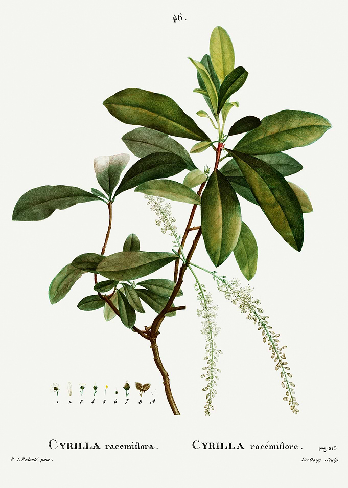 Traite Arbres 1819 HQ Orig
