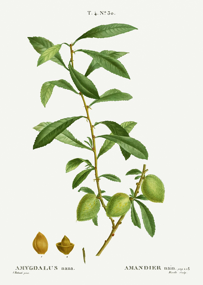 Traite Arbres 1819 HQ Orig