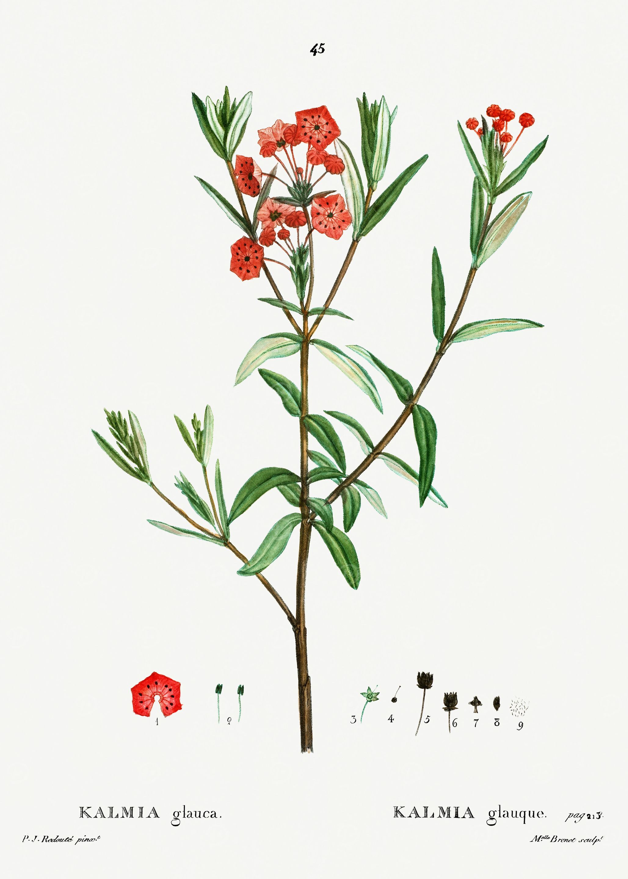 Traite Arbres 1819 HQ Orig