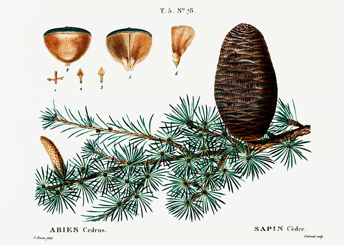 Traite Arbres 1819 HQ Orig