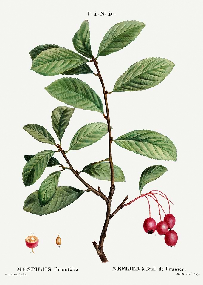 Traite Arbres 1819 HQ Orig