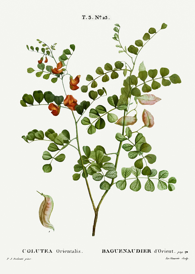 Traite Arbres 1819 HQ Orig