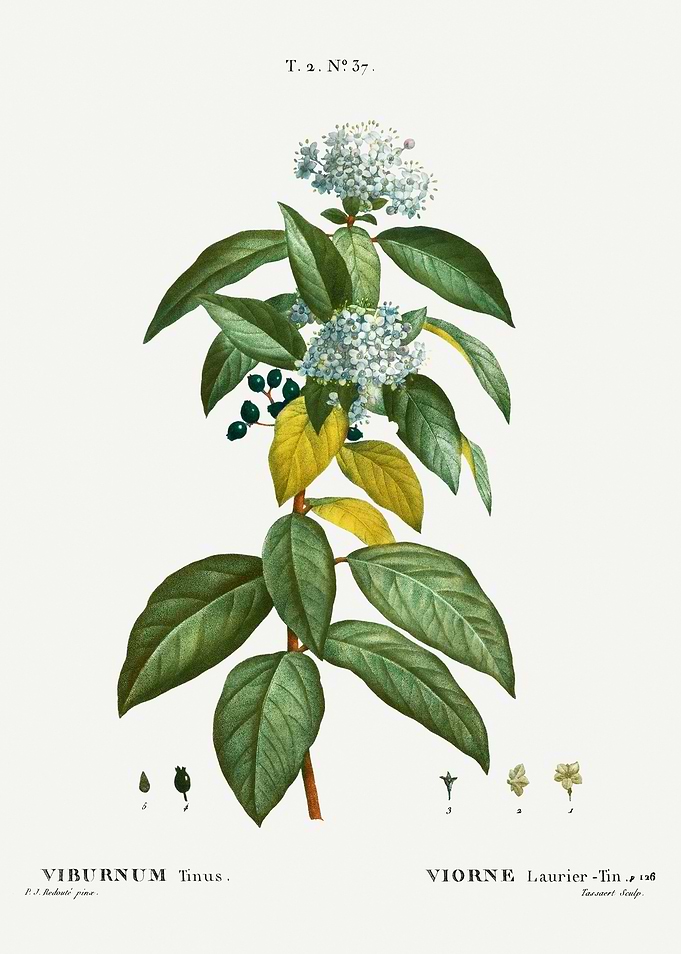 Traite Arbres 1819 HQ Orig
