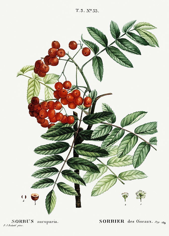 Traite Arbres 1819 HQ Orig