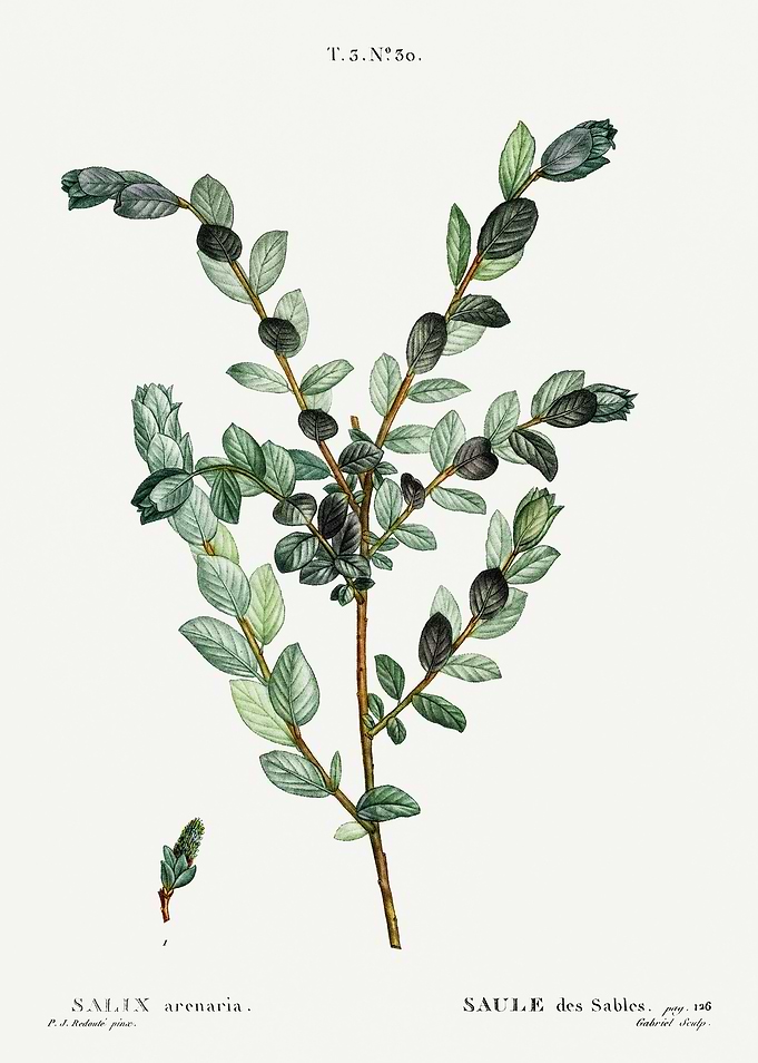 Traite Arbres 1819 HQ Orig