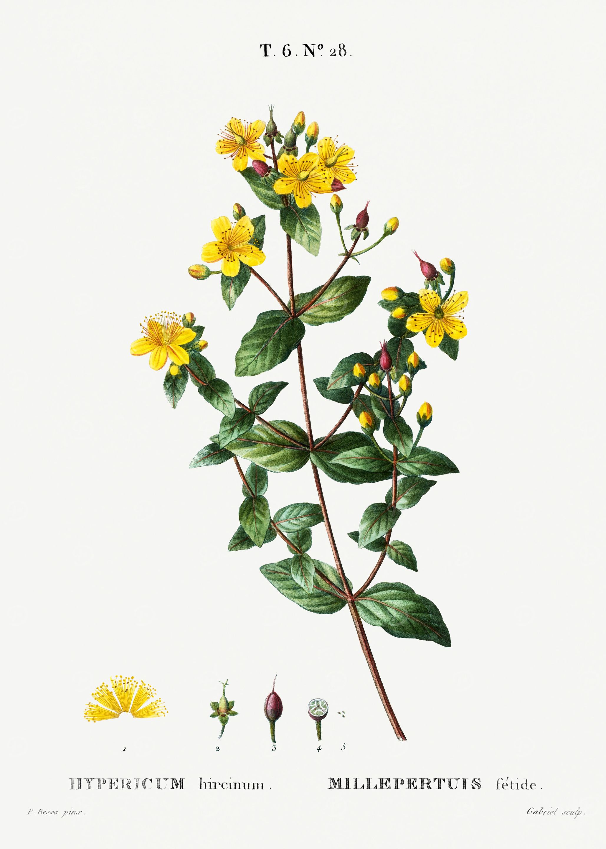 Traite Arbres 1819 HQ Orig